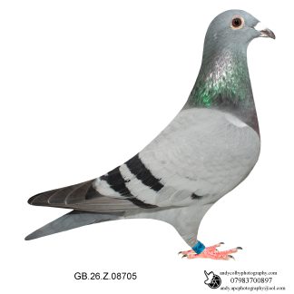 Louella Dirk V D Bulck / Jos Cools Blue W/F Cock 26-705 Ref 7829