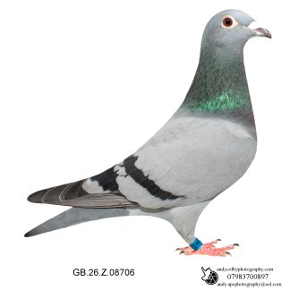 Louella Dirk V D Bulck X Jos Cools Blue W/F Hen 26-706 Ref 7832