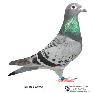 Louella Roland Janssen Light Cheq Hen 26-708 Ref 7849