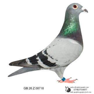Louella Dirk V D Bulck Blue Hen 26-718 Ref 7795