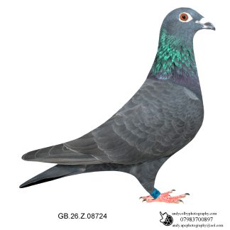 Louella Jules Severi Black Hen 26-724 Ref 7859
