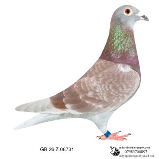 Louella Corbett Busschaert Red Cheq Cock 26-731 Ref 7872
