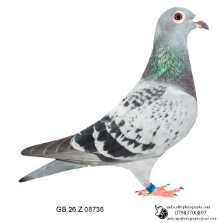 Louella Dirk V D Bulck/Birdy Cheq Hen 26-736 Ref 7816