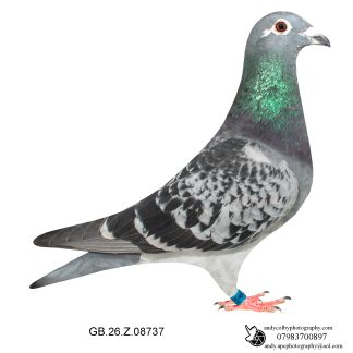 Louella Dirk V D Bulck/Birdy Cheq Hen 26-737 Ref 7817
