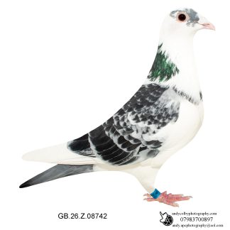Louella Perfomance Busschaert Cheq Pied Hen 26-742 Ref 7833