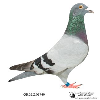 Louella Leideman Bros Blue Cock 26-749 Ref 8199