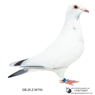 Louella Leideman Bros White Grizzle Hen 26-750 Ref 7962