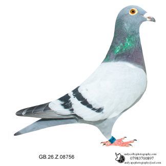 Louella Leideman Bros Blue Cock 26-756 Ref 7856