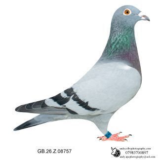Louella Leideman Bros Blue Cock 26-757 Ref 7855