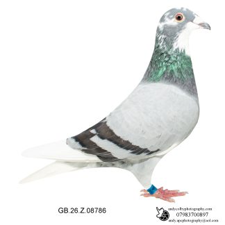 Louella Dirk V D Bulck X Jos Cools Blue Pied Cock 26-786 Ref 8211