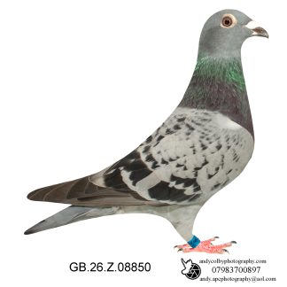 Louella Vandenabeele / Jan Hooyman Cheq Hen 26-850 Ref 8044