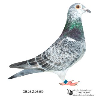 Louella Leideman Bros Grizzle Hen 26-859 Ref 7852
