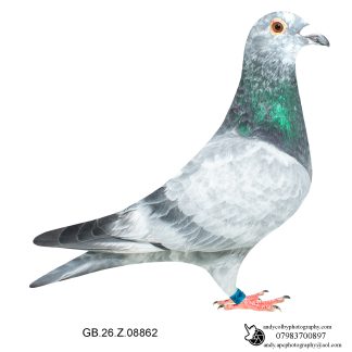 Louella Leideman Bros Grizzle Cock 26-862 Ref 7959