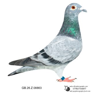 Louella Leideman Bros Grizzle Cock 26-863 Ref 7953