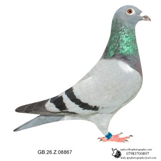 Louella Leideman Bros Blue Hen 26-867 Ref 8197