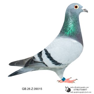Louella Leideman Bros Blue 26-015 Ref 7854
