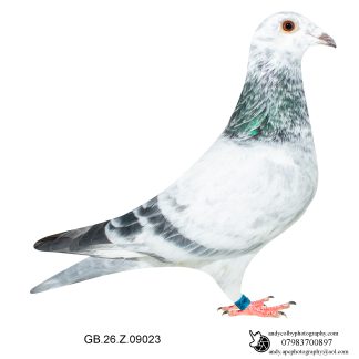Louella Leideman Bros Grizzle Cock 26-023 Ref 7851