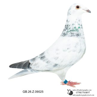 Louella Leideman Bros Grizzle Cock 26-025 Ref 7850