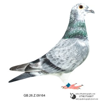Louella Leideman Bros Grizzle Hen 26-164 Ref 7853