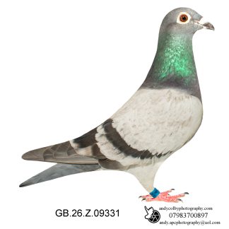 Louella Dirk V D Bulck Blue Hen 26-331 Ref 8055