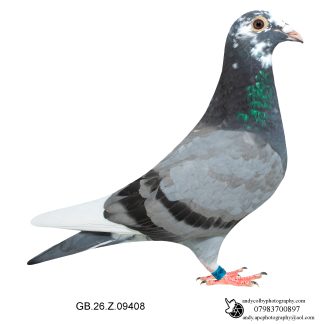 Louella Leideman Bros Blue Pied Hen 26-408 Ref 8003