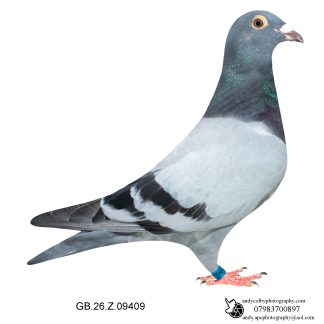 Louella Leideman Bros Blue Cock 26-409 Ref 8002