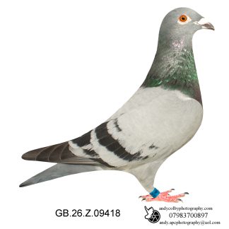 Louella Dirk V D Bulck Blue Cock 26-418 Ref 8054