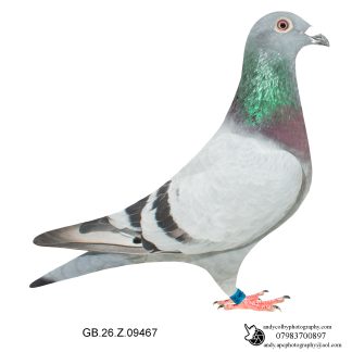 Louella Jan Hooyman Blue Cock 26-467 Ref 8124