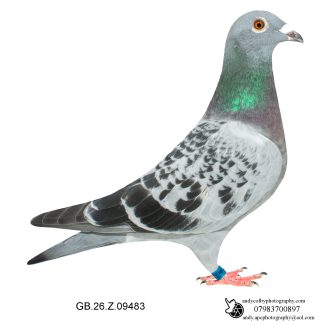 Louella Dirk V D Bulck X Jos Cools Cheq Hen 26-483 Ref 8210