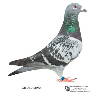 Louella Dirk V D Bulck Cheq Cock 26-494 Ref 8101