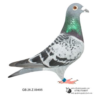 Louella Dirk V D Bulck Cheq Cock 26-495 Ref 8102
