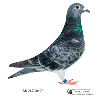 Louella Leideman Bros Grizzle Cock 26-497 Ref 7968