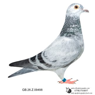 Louella Leideman Bros Grizzle Cock 26-498 Ref 8005