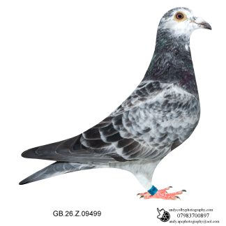 Louella Leideman Bros Grizzle Cock 26-499 Ref 8006