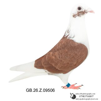 Louella Jan Aarden Red Pied Cock 26-506 Ref 8572