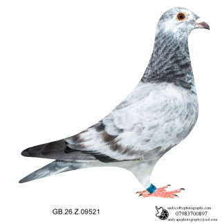 Louella Leideman Bros Grizzle Hen 26-521 Ref 8004
