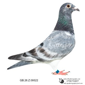 Louella Leideman Bros Grizzle Cock 26-522 Ref 7966