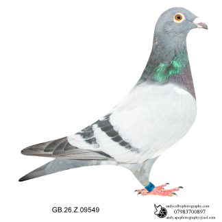 Louella Leideman Bros Blue Cock 26-549 Ref 8148