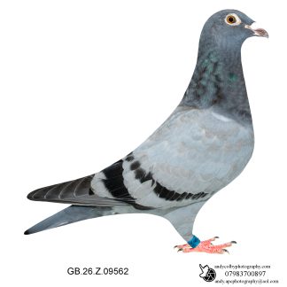 Louella Leideman Bros Blue Cock 26-562 Ref 7965