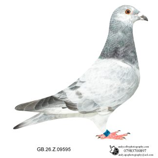Louella Leideman Bros Grizzle Cock 26-595 Ref 8156