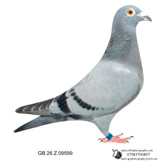 Louella Leideman Bros Blue Hen 26-599 Ref 8008