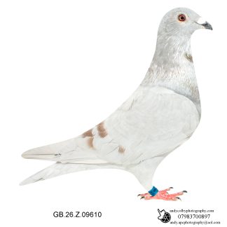 Louella Faroe British Distance B/L Mealy Cock 26-610 Ref 8129