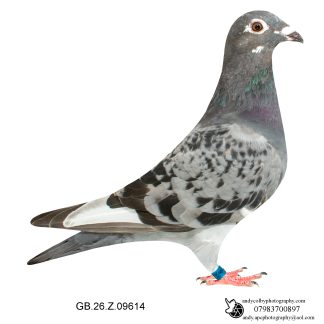 Louella Performance Busschaert Cheq W/F Hen 26-614 Ref 8095