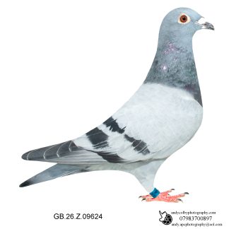 Louella Leideman Bros Blue Hen 26-624 Ref 8007