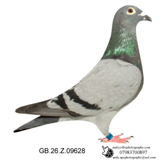 Louella Leideman Bros Blue Cock 26-628 Ref 8065