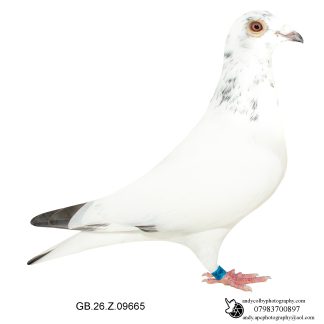 Louella Leideman Bros White Cock 26-665 Ref 8198
