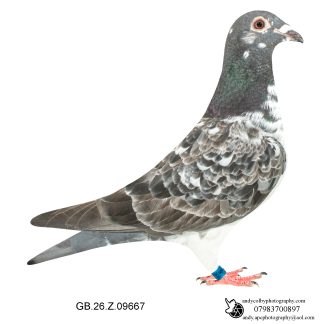 Louella Leideman Bros Grizzle Cock 26-667 Ref 8147