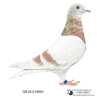 Louella Faroe British Distance Mealy Cock 26-683 Ref 8128