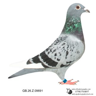 Louella Dirk V D Bulck Cheq Pied Hen 26-691 Ref 8103