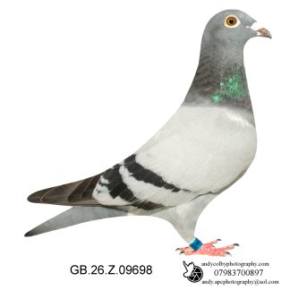Louella Leideman Bros Blue Cock 26-698 Ref 8154